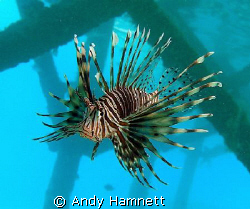 Lionfish under the pier by Andy Hamnett 
